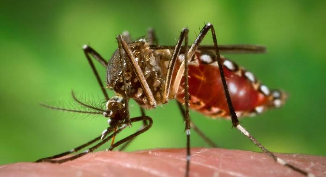 Aedes_aegypti_during_blood_meal.0